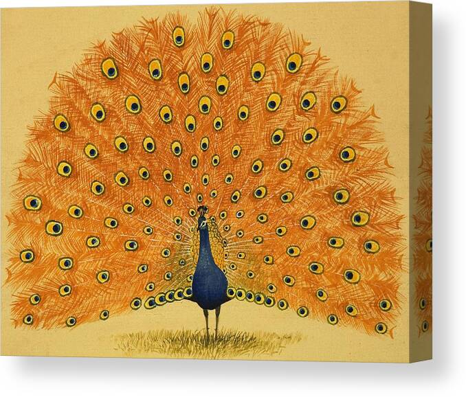 Animals Canvas Print featuring the painting Peacock by English School