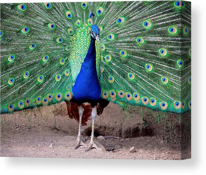 Peacock Canvas Print featuring the photograph Peacock by Joseph Urbaszewski