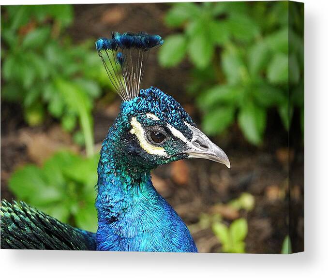 Richard Reeve Canvas Print featuring the photograph Peacock - Portrait by Richard Reeve