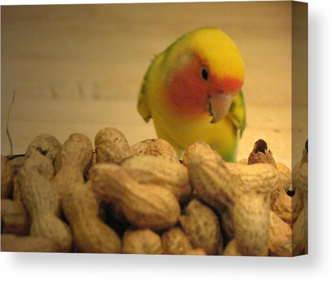 Lovebird Canvas Print featuring the photograph Peanut by Andrea Lazar