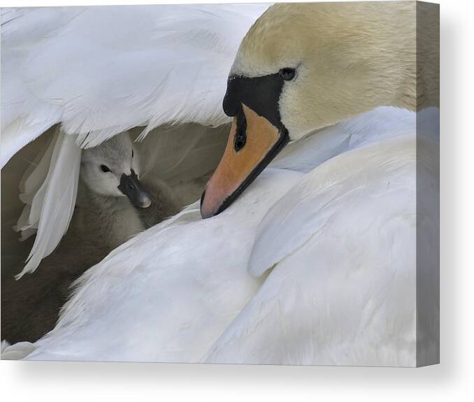 Swan Canvas Print featuring the photograph Peek-a-boo by Inge Riis McDonald