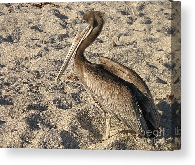 Pelican Canvas Print featuring the photograph Pelican on Beach by DejaVu Designs