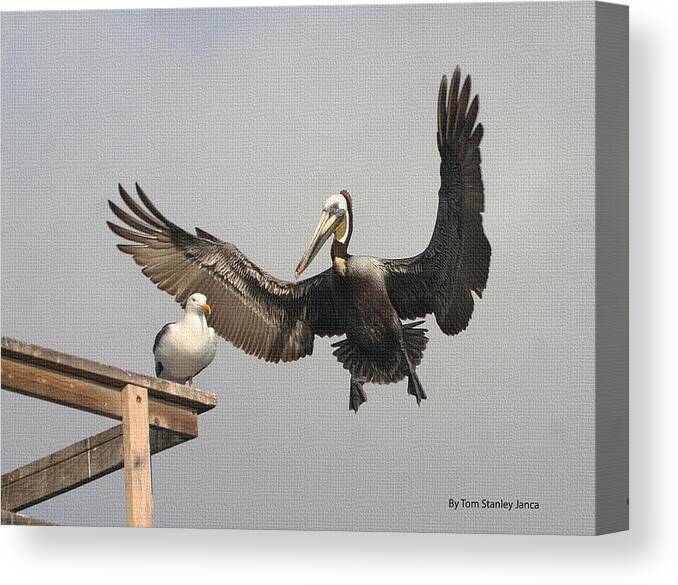 Pelican Wins Canvas Print featuring the photograph Pelican Wins Sea Gull Looses by Tom Janca