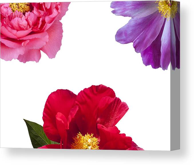 Peony Canvas Print featuring the photograph Peonies by Charles Harden