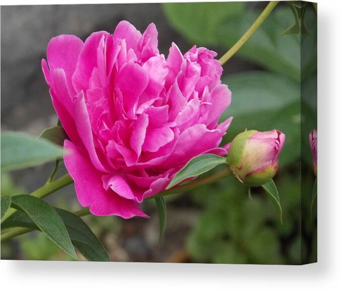 Peony Canvas Print featuring the photograph Peony by Catherine Gagne