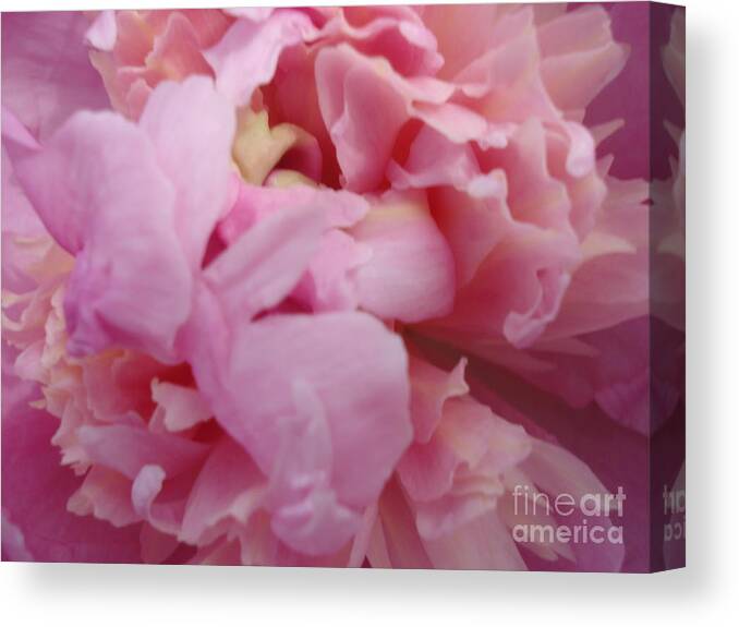 Peony Canvas Print featuring the painting Peony Twin by Kim Heil