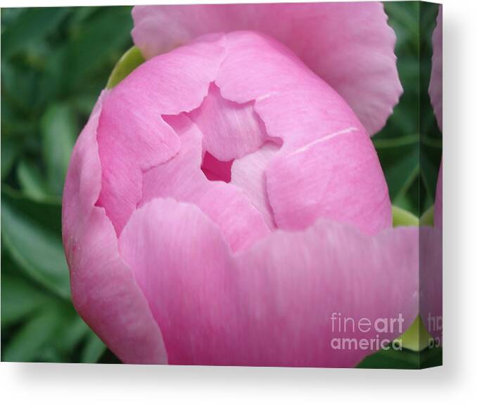 Peony Canvas Print featuring the painting Peony Unveiling by Kim Heil