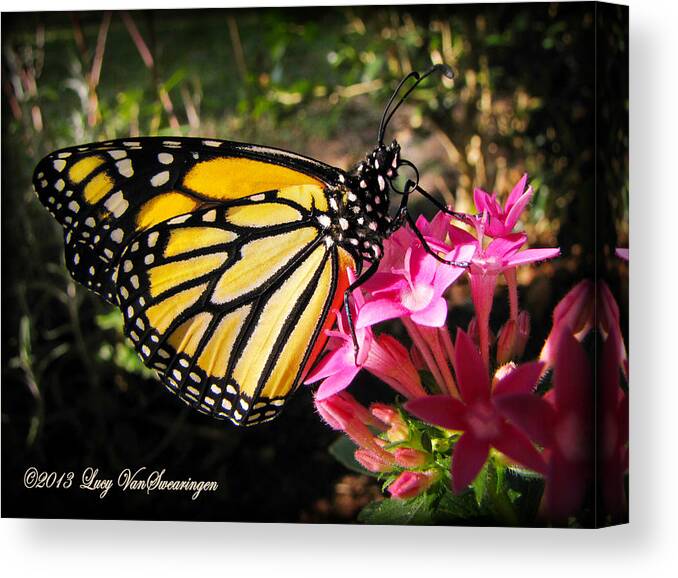 Monarch Canvas Print featuring the photograph Perfect Penta by Lucy VanSwearingen