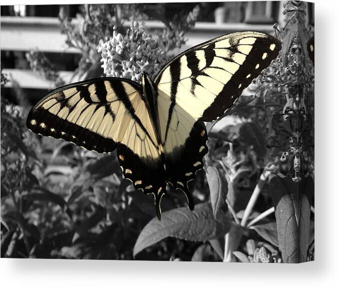 Perfection In Black And Yellow Canvas Print featuring the photograph Perfection in Black and Yellow by Dark Whimsy