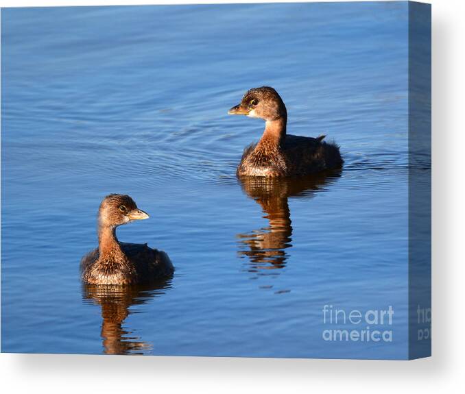 Grebe Canvas Print featuring the photograph Pie Billed Grebe Couple by Kathy Baccari