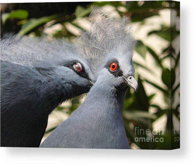 Jane Ford Canvas Print featuring the photograph Pigeons by Jane Ford