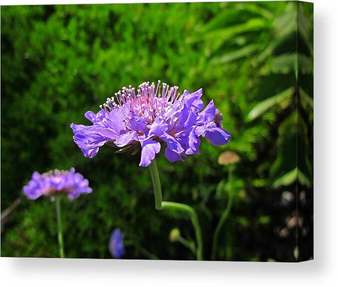 Pincushion Flowers Canvas Print featuring the photograph Pincushion Flowers by MTBobbins Photography