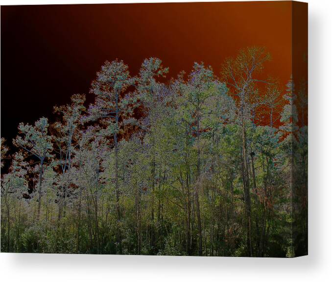 Abstract Canvas Print featuring the photograph Pine Forest by Connie Fox