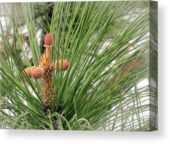 Tree Canvas Print featuring the photograph Pine Tree Cross for Easter by Ella Kaye Dickey