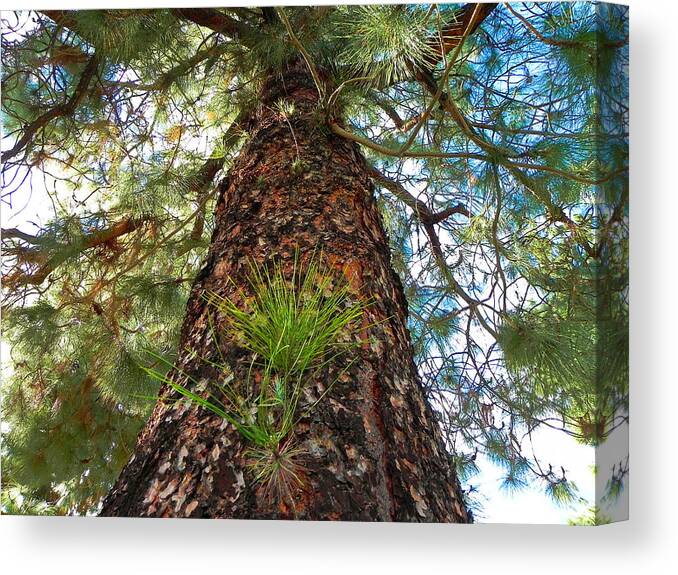 Nature Photos Canvas Print featuring the photograph Pine Tree Tower by Diane Lynn Hix