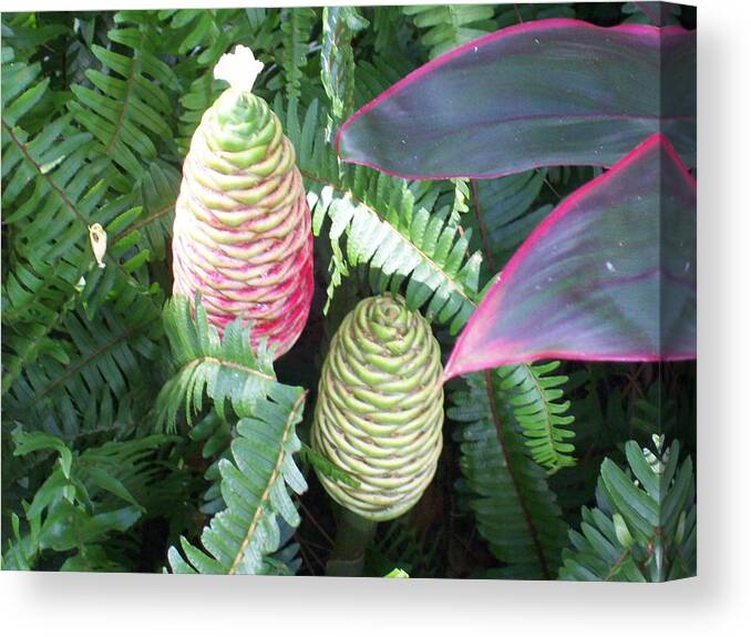 Pineapple Ginger In The Beginning Stages Of It's Bloom. See How It Is Starting To Turn Red. Canvas Print featuring the photograph Pineapple Ginger by Belinda Lee