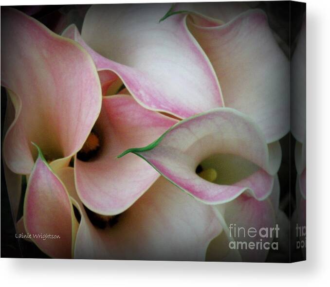 Flower Canvas Print featuring the photograph Pink Calla Lily by Lainie Wrightson