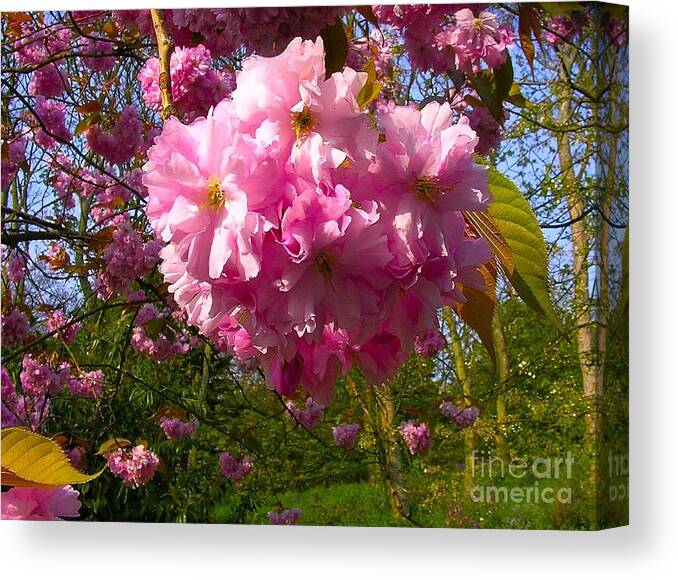 Pink Cherry Blossom Canvas Print featuring the photograph Pink Cherry Blossom Cluster by Joan-Violet Stretch