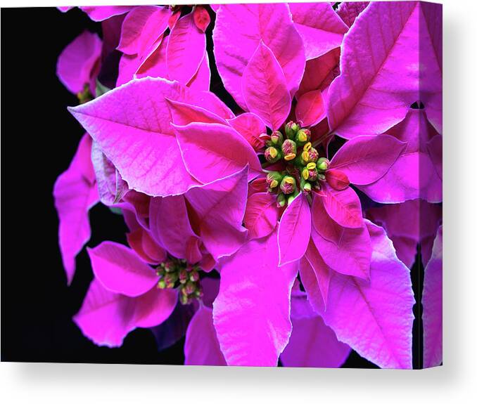 Poinsettia Canvas Print featuring the photograph Pink Christmas by Charles Lupica