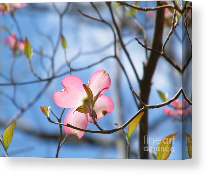 Pink Dogwood Canvas Print featuring the photograph Pink Dogwood by Cheryl Hardt Art