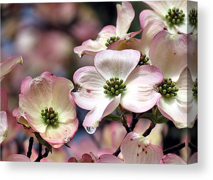 Pink Dogwood Canvas Print featuring the photograph Pink Dogwood by Janice Drew