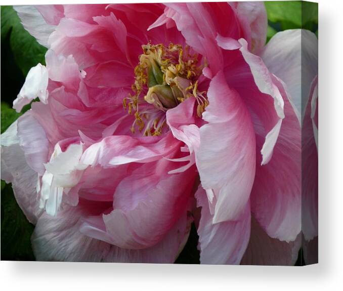 Flower Canvas Print featuring the photograph Pink Peony Open Wide by Jeanette Oberholtzer