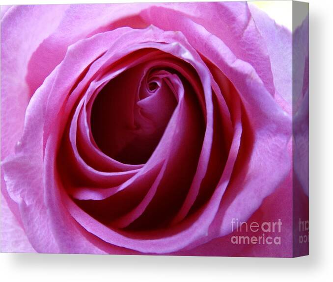 Rose Canvas Print featuring the photograph Pink Rose by Joseph Baril