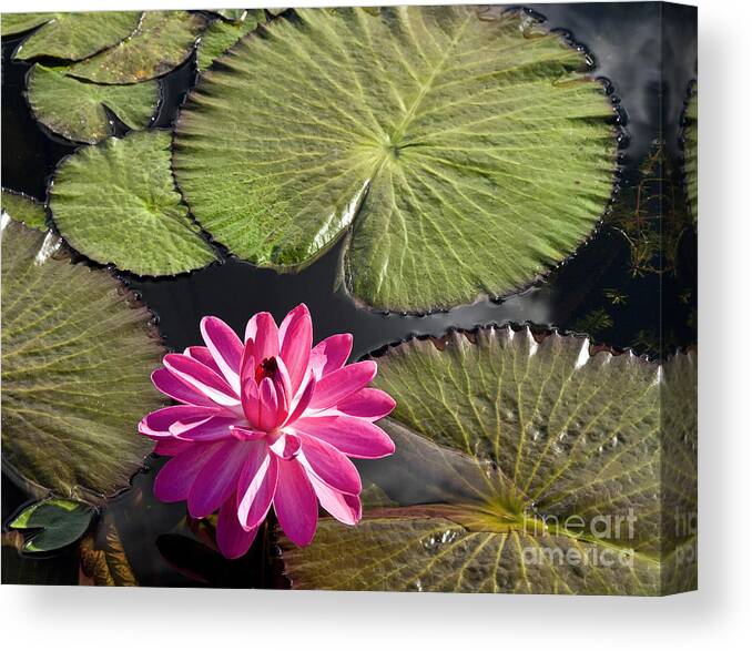 Water Llilies Canvas Print featuring the photograph Pink Water Lily II by Heiko Koehrer-Wagner