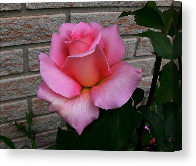 Rose Canvas Print featuring the photograph Pinklish by Doug Norkum