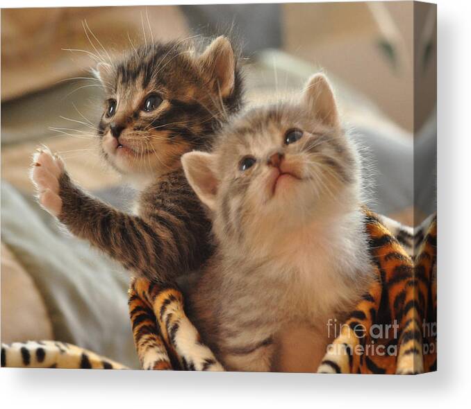 Kittens Canvas Print featuring the photograph Playful kittens by Debby Pueschel