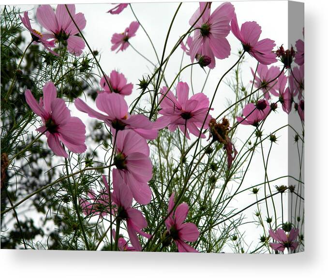 Drawing Canvas Print featuring the photograph Plethora of Pink by Kathy Barney