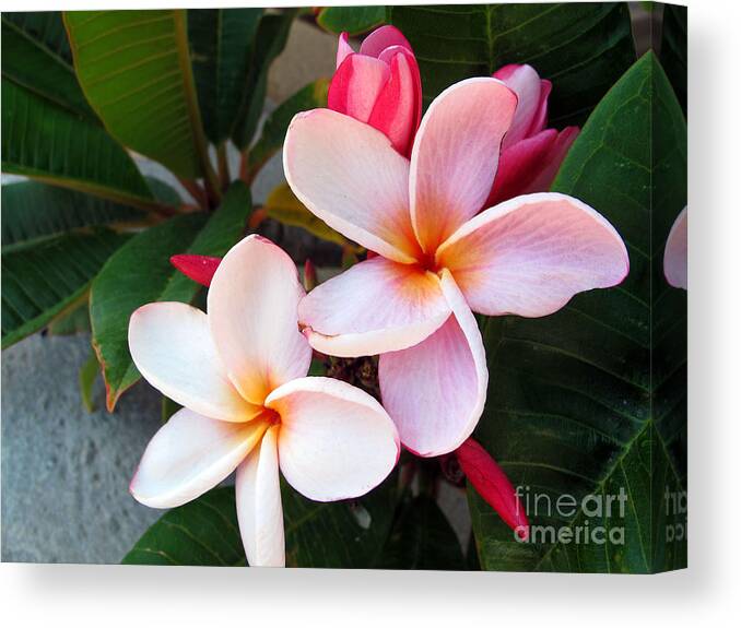 Flower Canvas Print featuring the photograph Plumeria by Kelly Holm