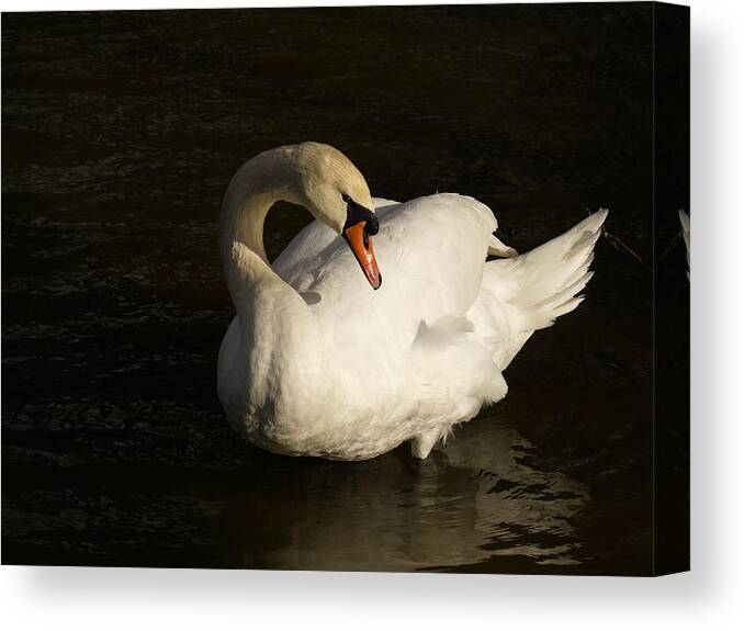 Swan Canvas Print featuring the photograph Pondering by Inge Riis McDonald