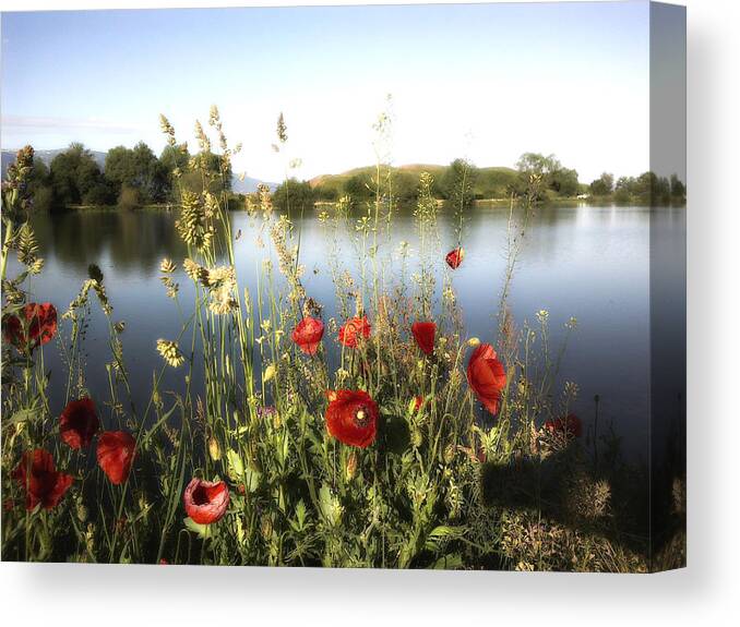 Poppies Canvas Print featuring the photograph Poppies at lake by Rumiana Nikolova