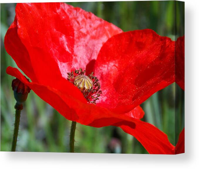 Poppy Canvas Print featuring the photograph Poppy by Chris Cox