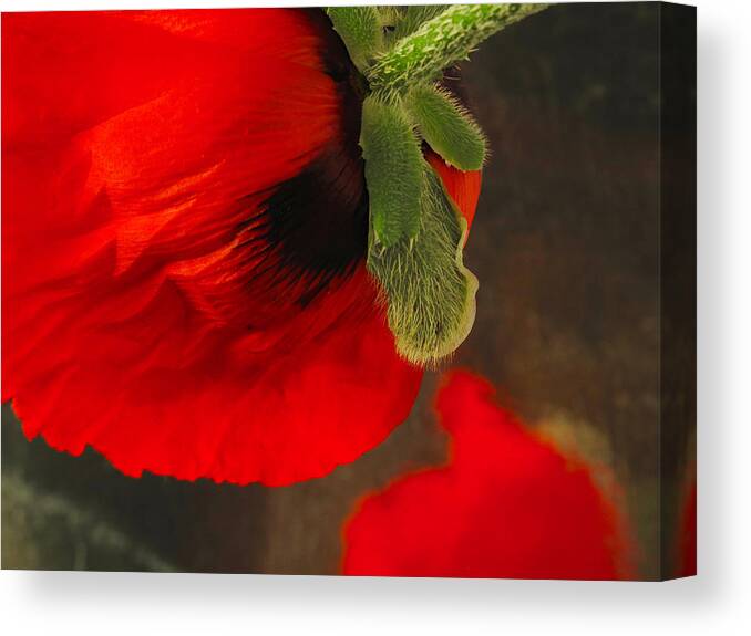 Poppy Canvas Print featuring the photograph Poppy Oriental Red by Don Spenner