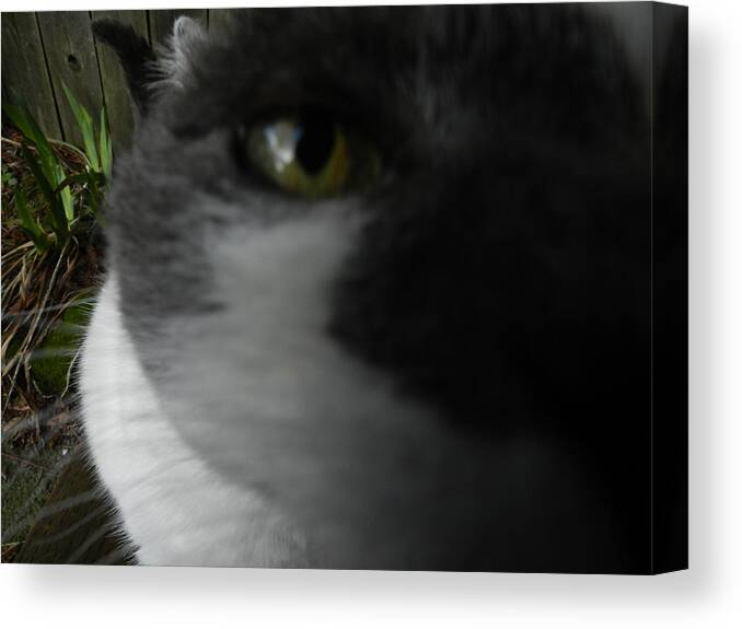  Photography Canvas Print featuring the photograph Porkey by Charles Lucas