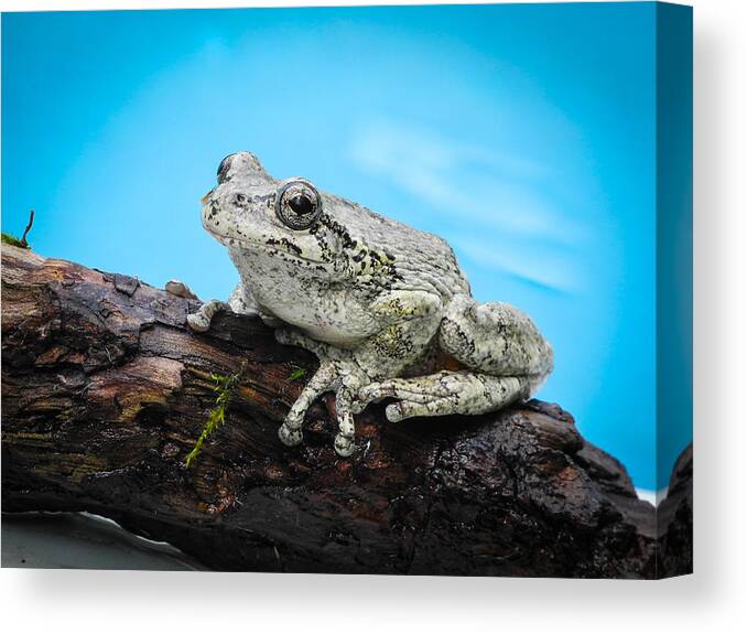 Fjm Multimedia Canvas Print featuring the photograph Portrait of a Frog - 2 by Frank Mari