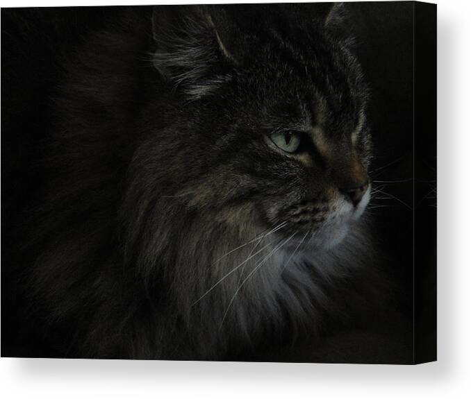 Cat Canvas Print featuring the photograph Portrait of Gypsy by Daniel Warren