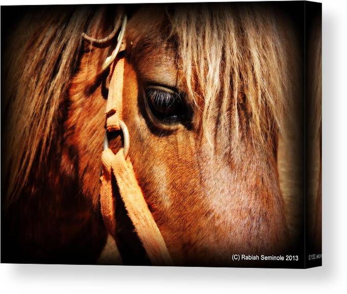 Horse Canvas Print featuring the photograph Portrait of Kiki by Rabiah Seminole