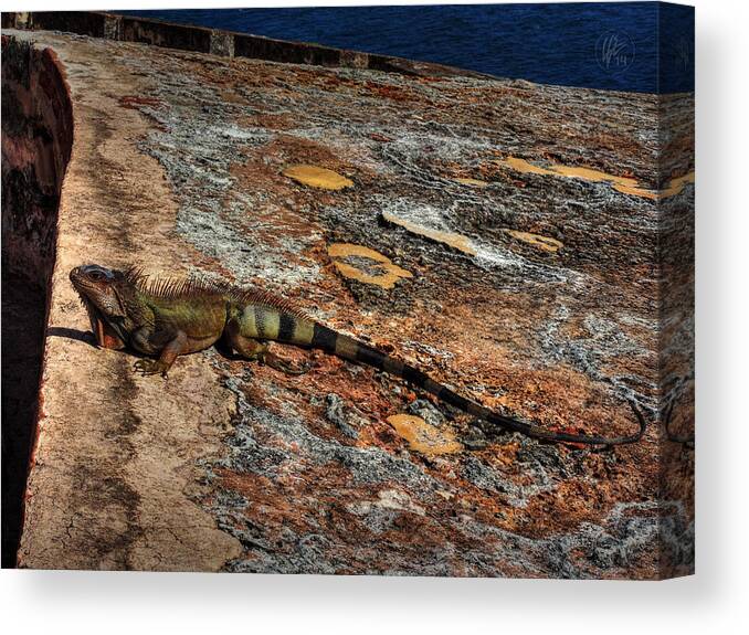 Iguana Canvas Print featuring the photograph Puerto Rico Iguana 003 by Lance Vaughn