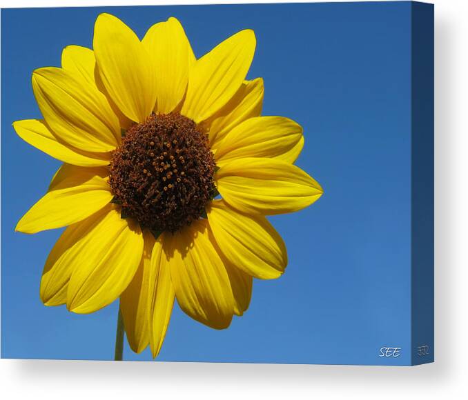 Flower Canvas Print featuring the photograph Pure Sunshine by Susan Eileen Evans