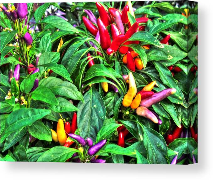 Purple Canvas Print featuring the photograph Purple Peppers by Lanita Williams