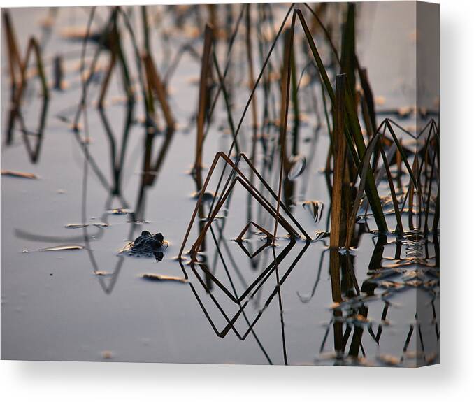 Finland Canvas Print featuring the photograph Pythagoras the Frog by Jouko Lehto