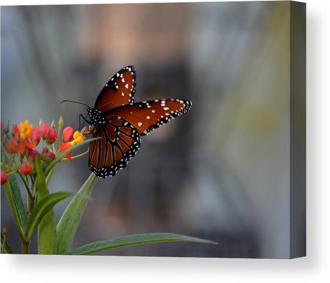 Nature Canvas Print featuring the photograph Queen of Hearts by Judy Wanamaker