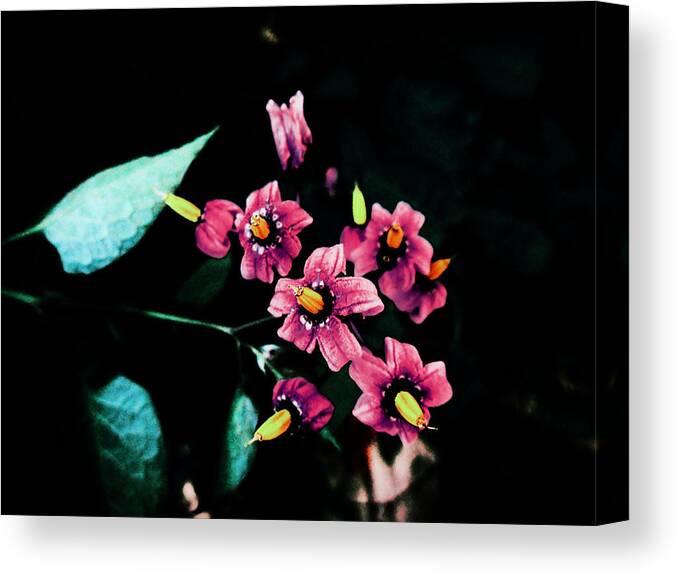 Flower Canvas Print featuring the photograph Quietly Blooming by Zinvolle Art