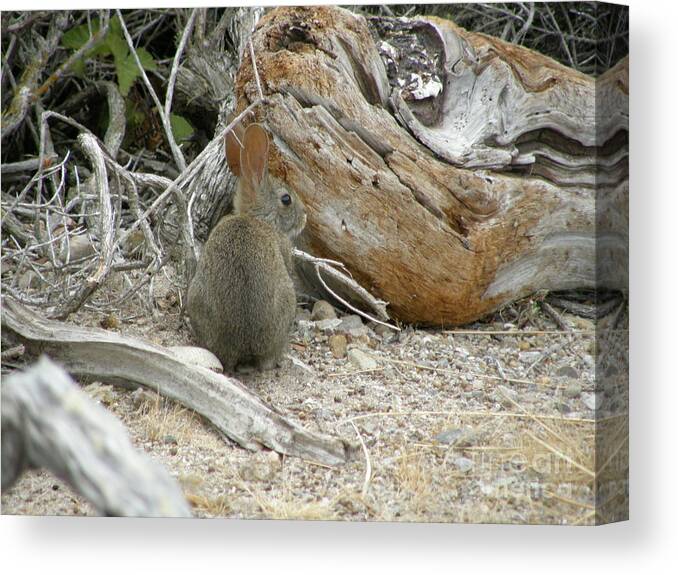 Rabbit Canvas Print featuring the photograph Rabbit and Driftwood by Bev Conover