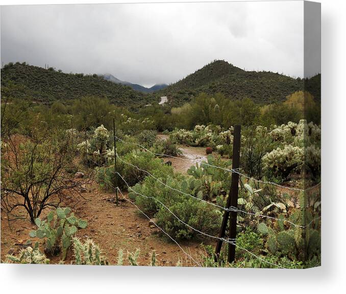 Arizona Canvas Print featuring the photograph Rainy Desert by Laurel Powell