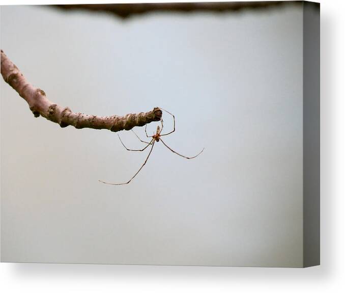Spiders Canvas Print featuring the photograph Reaching by Azthet Photography