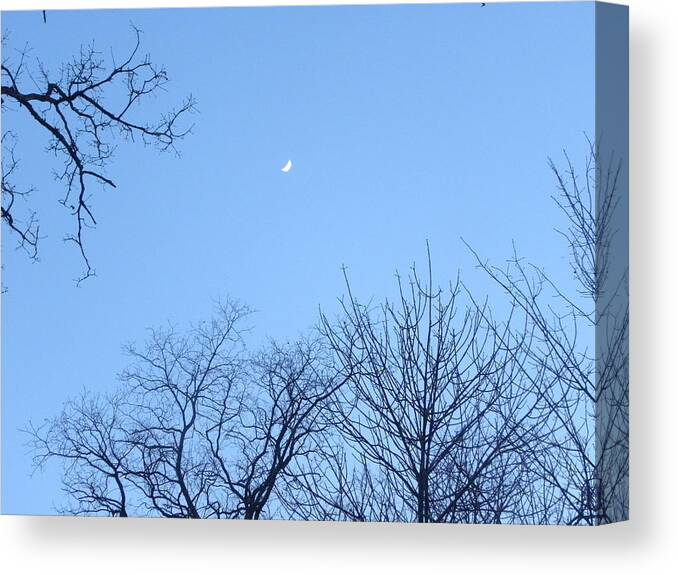 Trees Canvas Print featuring the photograph Reaching for the Moon by Cim Paddock